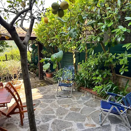 Laurus Malia * Celso