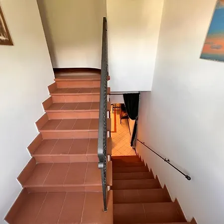 Laurus Malia فيلة Celso