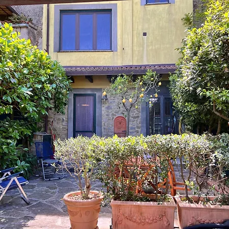 Laurus Malia * Celso