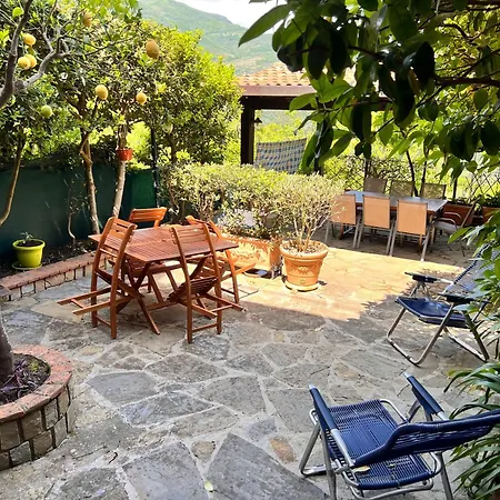 Laurus Malia * Celso